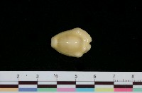 藏品(黃寶螺)的圖片